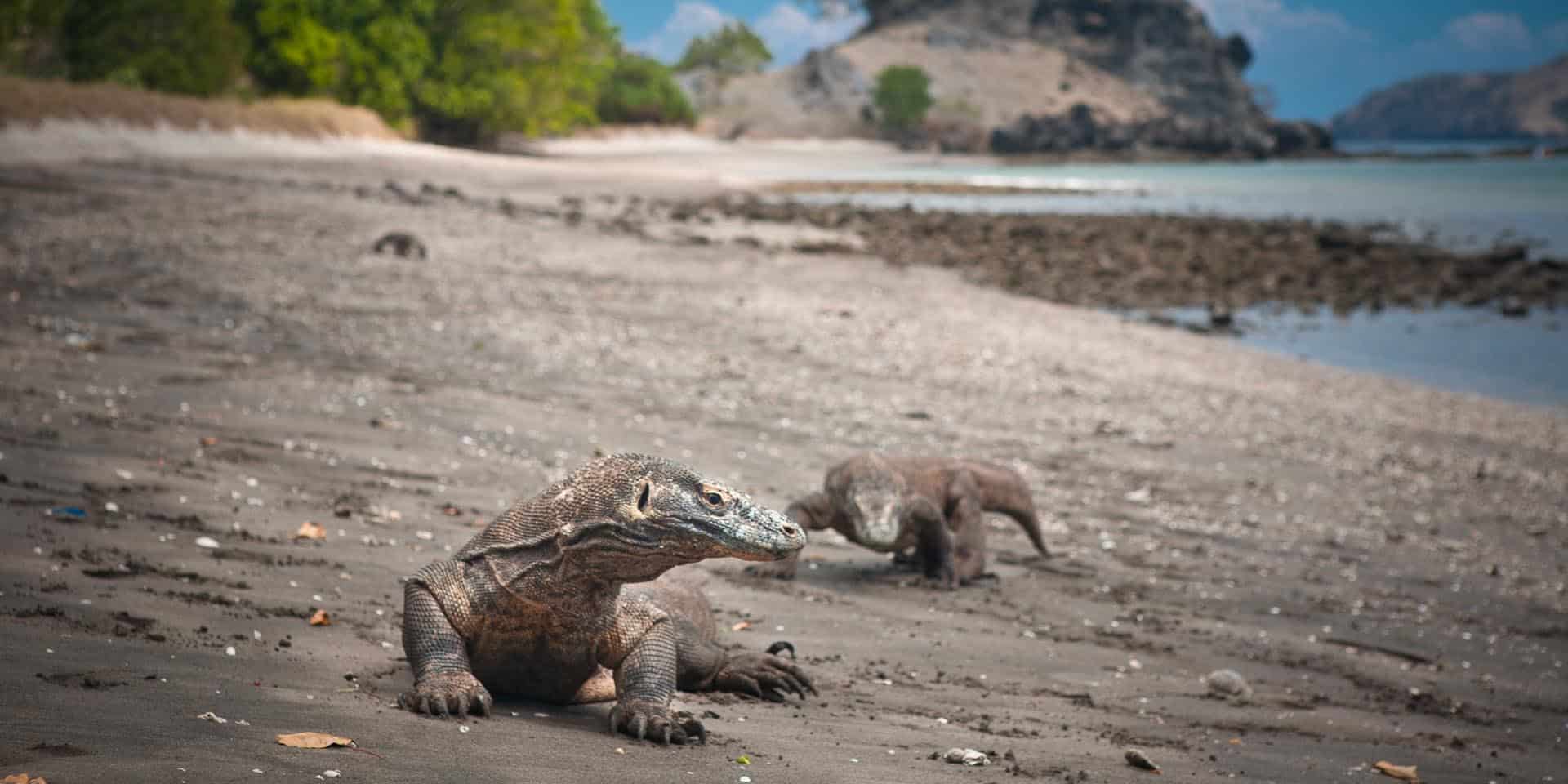  Komodo Dragon